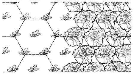 Intensive planting requires knowing how much space your plants will need when they are mature